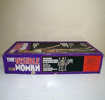 Amazon.co.jp: レベル THE VISIBLE WOMAN 解剖模型 骨格標本