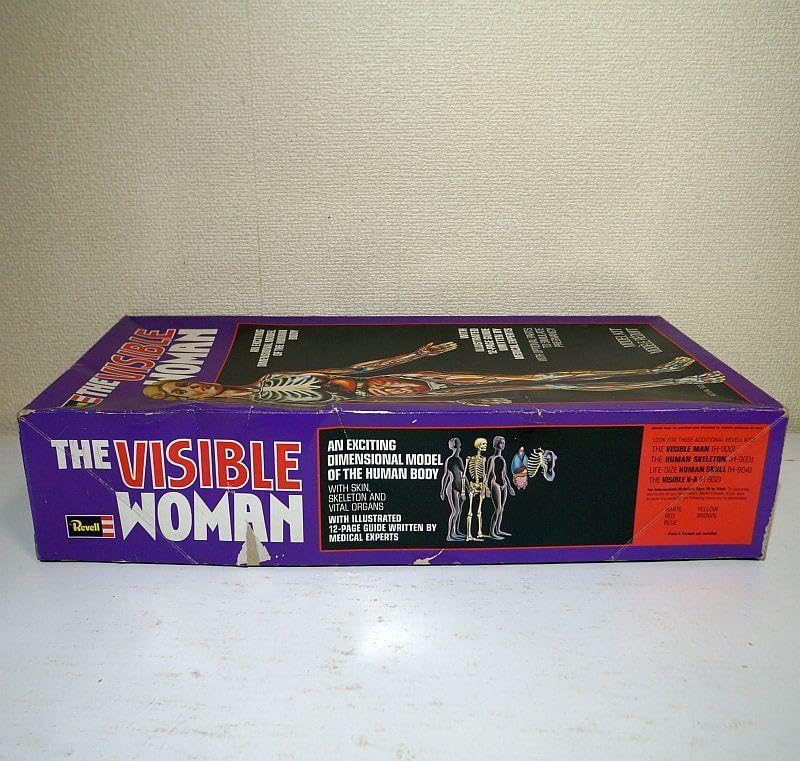 レベルTHE VISIBE MAN /THE VISIBE WOMAN 人体模型 レベルTHE VISIBE MAN /THE VISIBE WOMAN 人体模型 - メルカリ