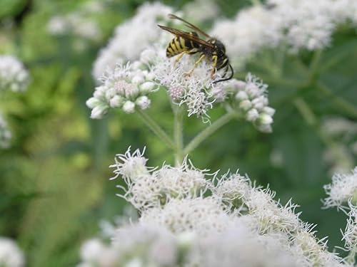 Miniatura 2 de 200 semillas de flores de Eupatorium Perfoliatum Perfoliatum (Thoroughwort)