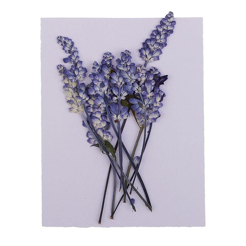 Pack of 10 Mixed Real Pressed Dried Flowers Natural Dry Sage Flowers Embellishments DIY Making Card Handmade Jewelry Resin Crafts Scrapbooking Art Crafts AccessoriesCrafts-image-2