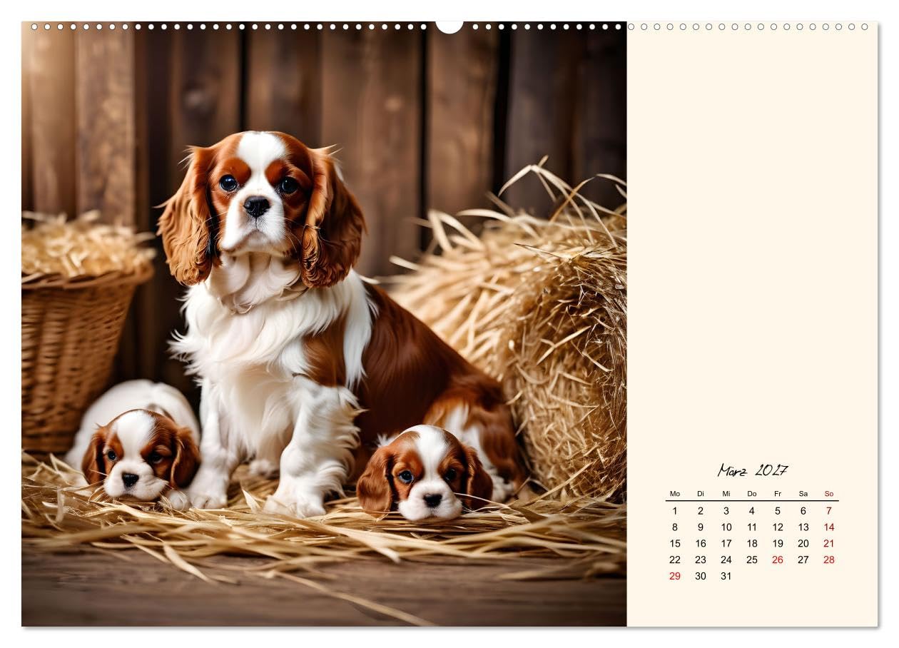 CALVENDO - Goldige Kavalier King Charles Spaniels (Wandkalender 2027 DIN A2 quer), Monatskalender: Freundlicher Familien- und Seniorenhund