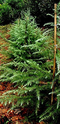 Amazon.co.jp: ヒマラヤシダー（ヒマラヤ杉） 種子20粒 Deodar cedar