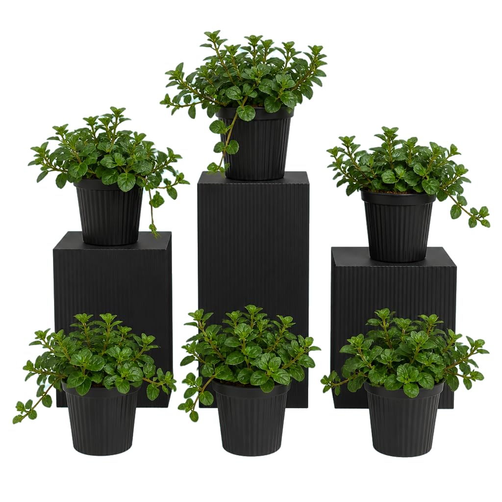 DECOALIVE Pack Séxtuple: Mentha Piperita, Menta Negra, 25-30 cm de Altura, para Rincones Verdes