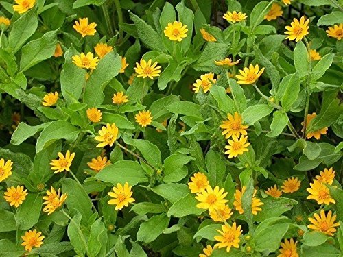 Sellify 25+Seeds/Pack MELAMPODIUM Derby/Medallion Flower/Butter Daisy/SELF-Seeding Annual (B071DT3Q81) Amazon Price History, Amazon Price Tracker