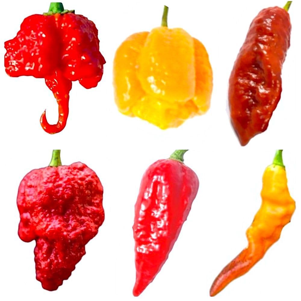 Piments les plus forts du monde : le coffret de 60 graines idéal pour les fans de piquant