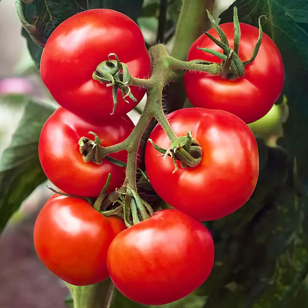 3 x Cherry Tomato Plants - Fresh Vine Tomatoes, green