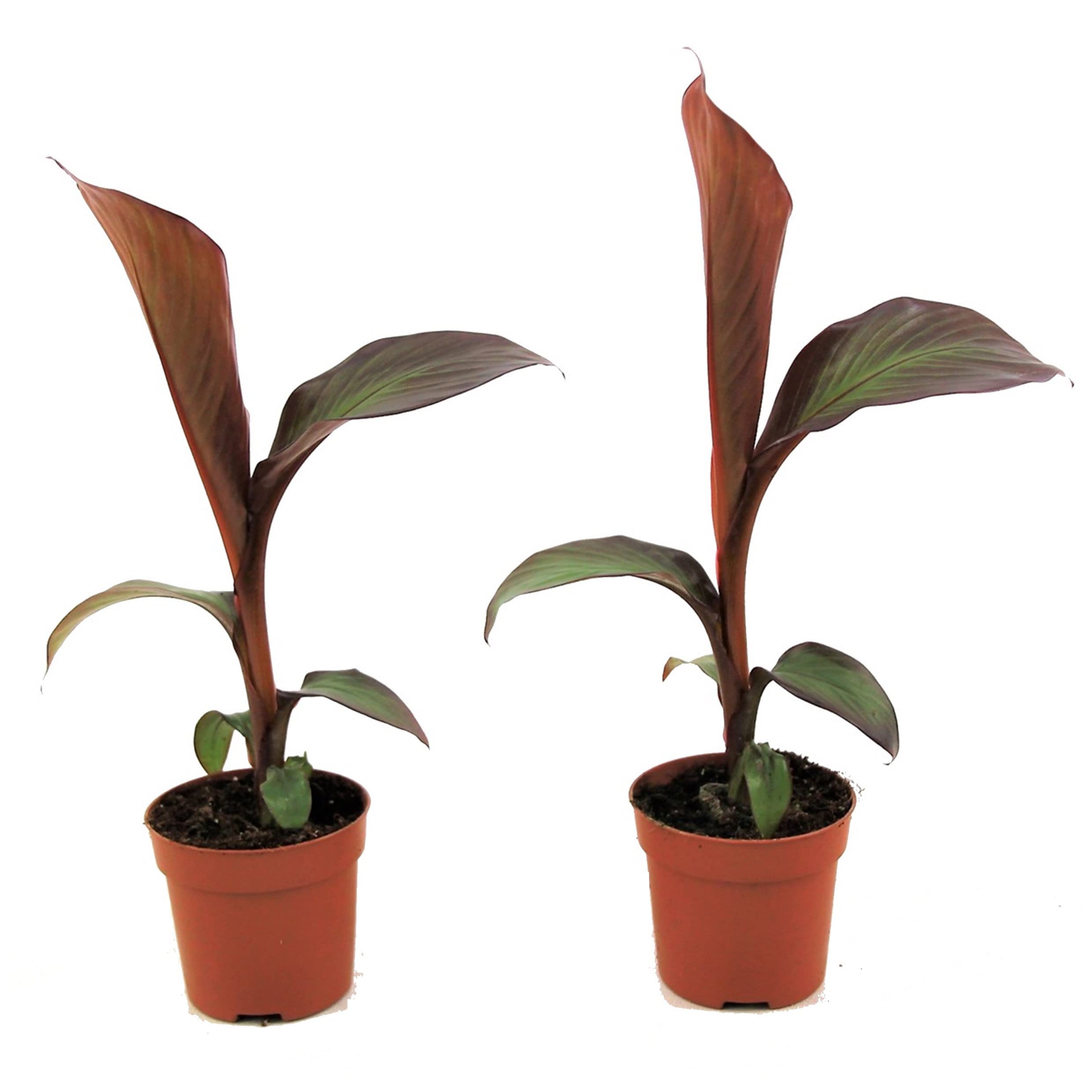 Plant in a Box - Ensete ventricosum Maurelli - 2er Set - Rote Bananen  Pflanzen - Topf 9cm - Hhe 20-30cm : Amazon.de: Garten