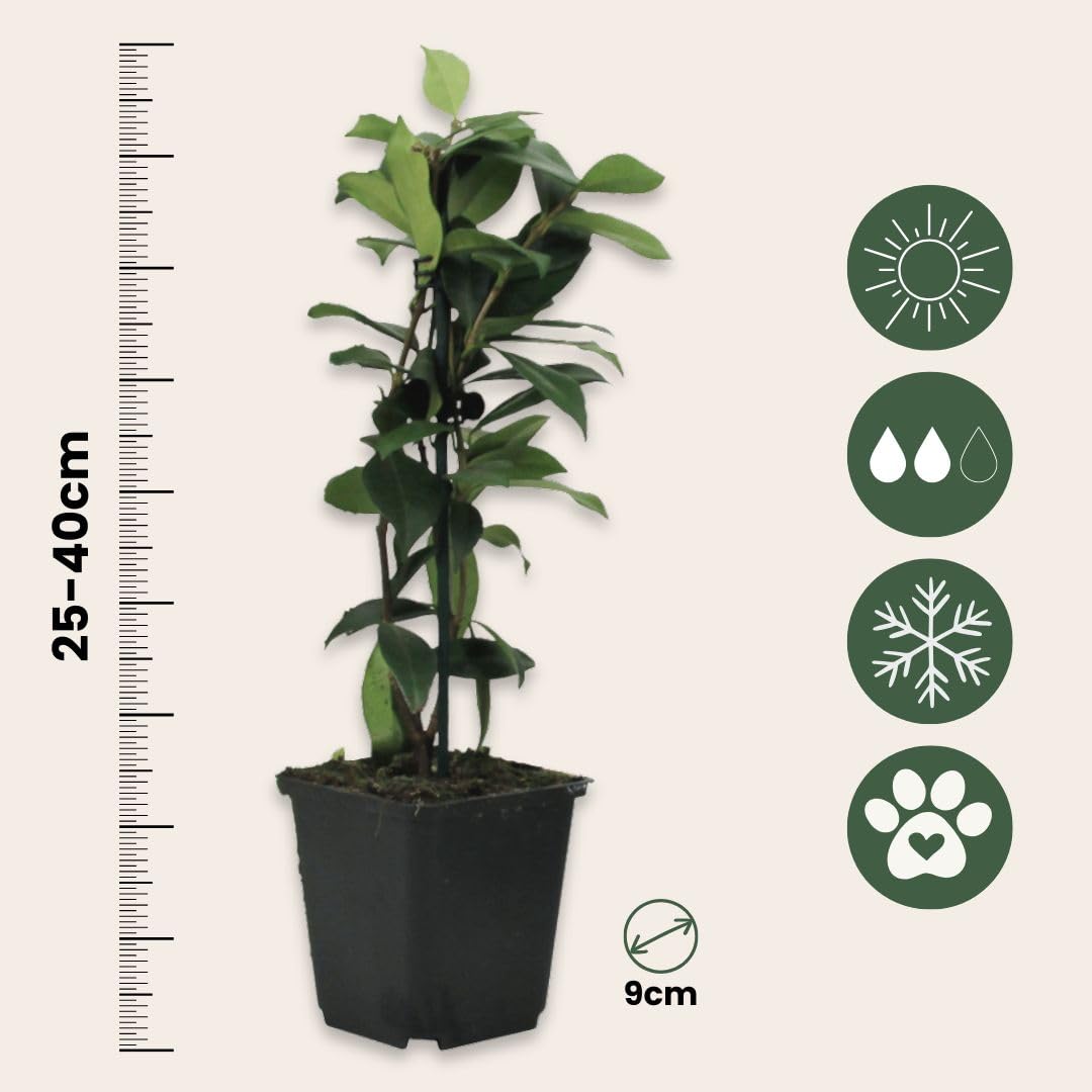 Trachelospermum jasminoides Set de 6 Jasmin plante étoile grimpant Fleurs blanc Pot 9cm Hauteur 25-40cm