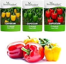 Seedbasket Pack of 3 Capsicum Green Red Yellow Hybrid Seeds – High Yield, Non-GMO, Fast Germination, Suitable for Pots, Grow Bags & Terrace Garden | Ideal for Home & Kitchen Gardening|