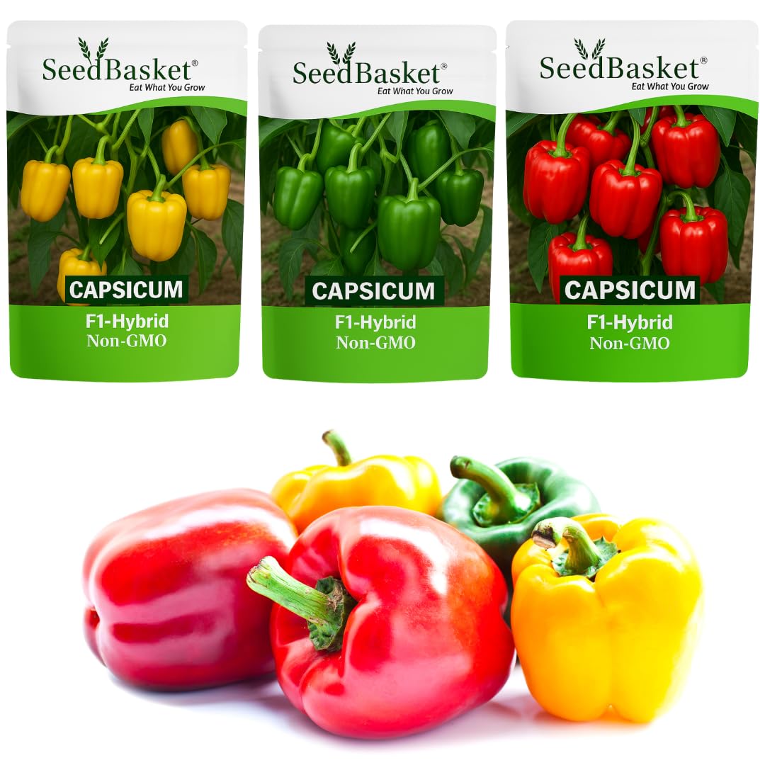 Seedbasket Pack of 3 Capsicum Green Red Yellow Hybrid Seeds – High Yield, Non-GMO, Fast Germination, Suitable for Pots, Grow Bags & Terrace Garden | Ideal for Home & Kitchen Gardening|