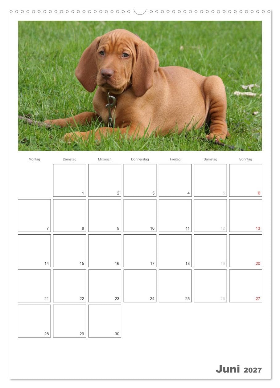 CALVENDO - Magyar Vizsla (hochwertiger Premium Wandkalender 2027 DIN A2 hoch), Kunstdruck in Hochglanz: Familienplaner mit Fotos des Magyar Vizsla