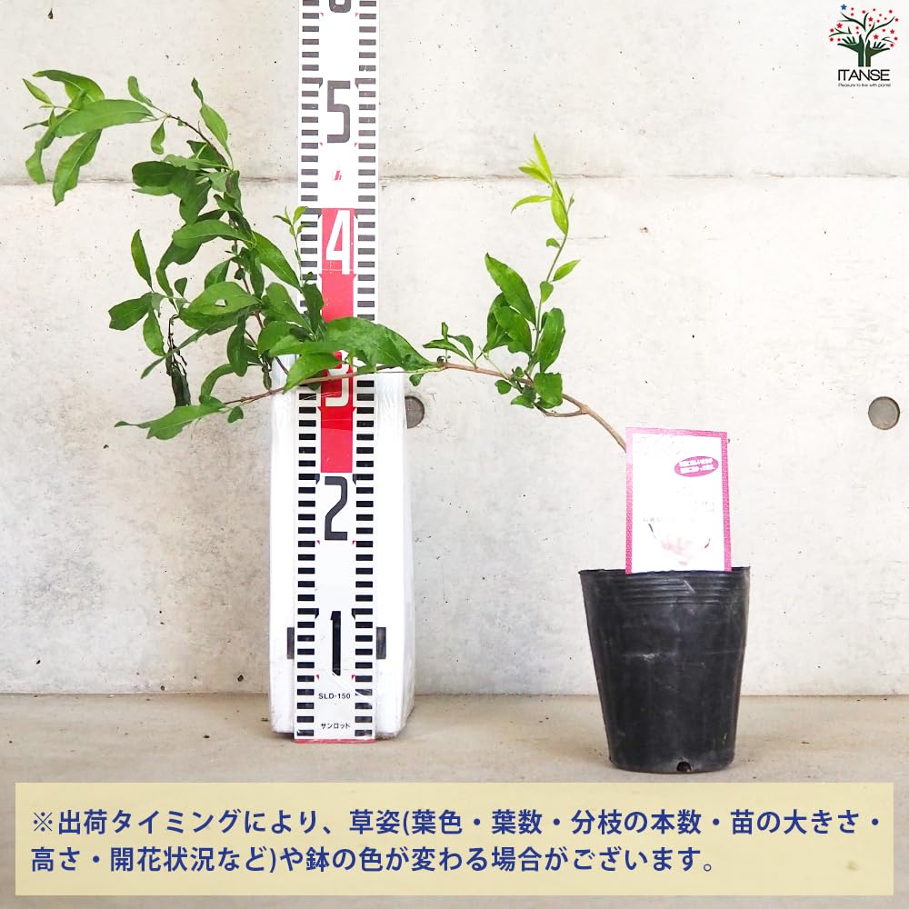 Amazon.co.jp: ザクロの苗木 品種：水晶 12cmポット(大実ザクロ)【品種
