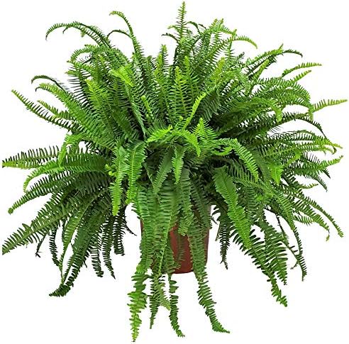 Tropical Plants of Florida - Kimberly Queen Fern Plant - Live Tropical Fern - 26" to 32" Overall Height (Plant Only)