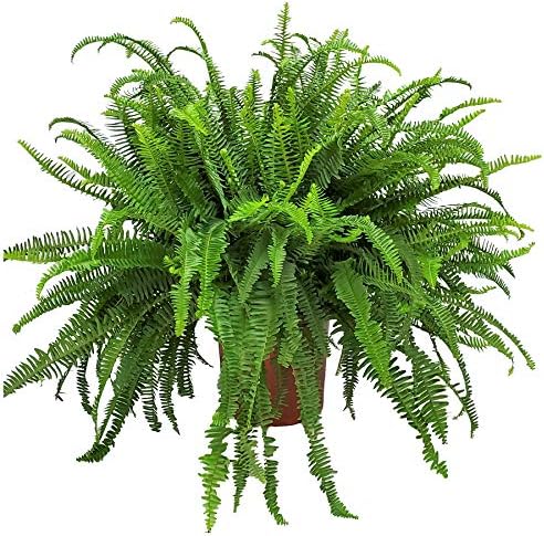 Tropical Plants of Florida - Kimberly Queen Fern Plant - Live Tropical Fern - 26" to 32" Overall Height (Plant Only)