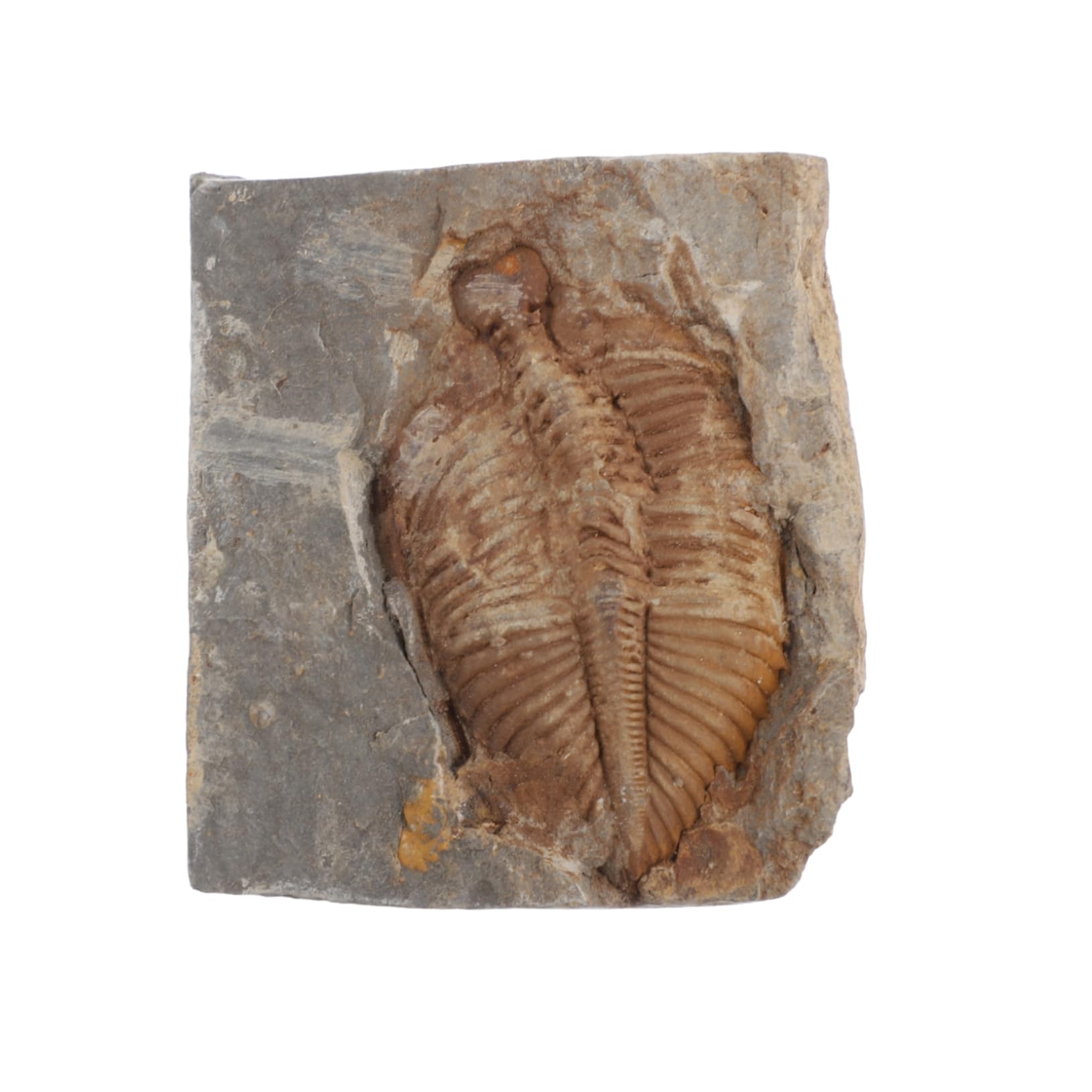 JEWEDECO Natural Specimens Real Trilobite for Education Unique Home and Classroom Decor