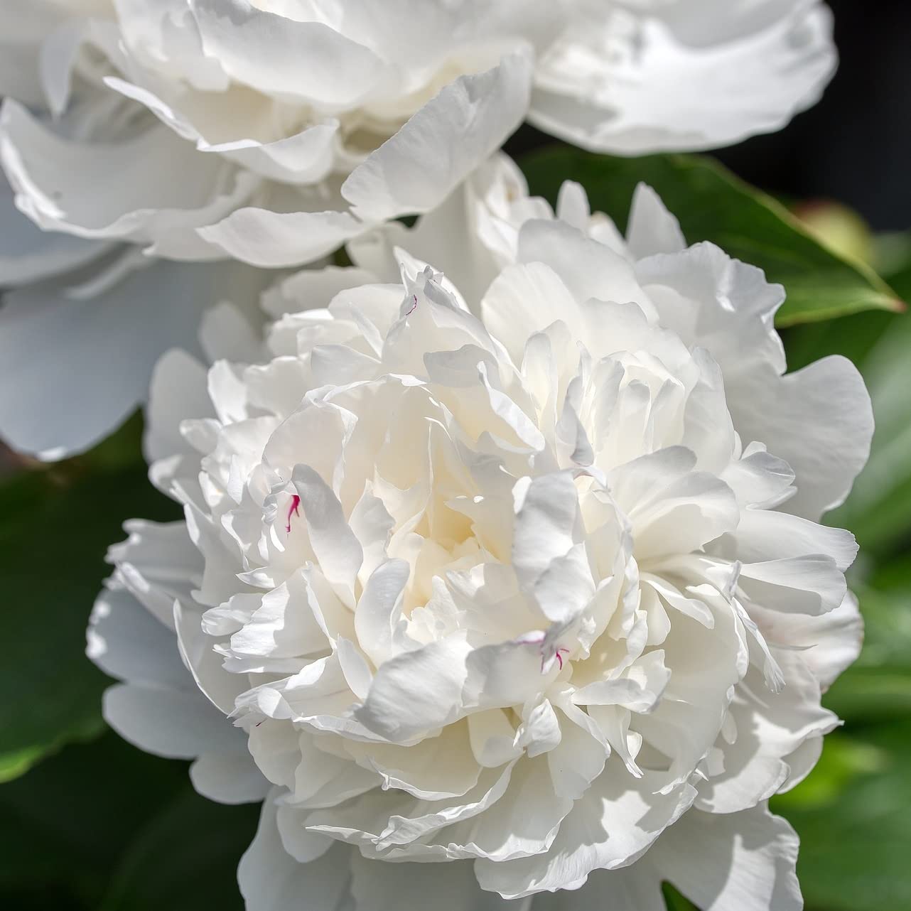 6 x Paeonia 'Duchesse De Nemours' - Perenni Vaso 9cm x 9cm