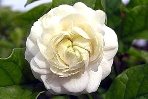 Grand Duke of Tuscany Jasmine Live Plant: A Fragrant Indoor Oasis