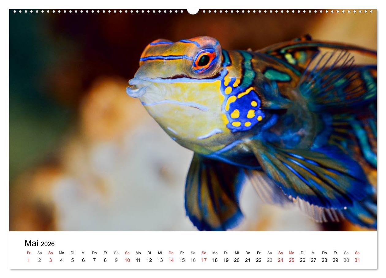 Fischzauber - Wundervolle Aquarienfische (hochwertiger Premium Wandkalender 2026 DIN A2 quer), Kunstdruck in Hochglanz: Kalender mit bezaubernden Aufnahmen von kleinen Fischen in Aquarien.