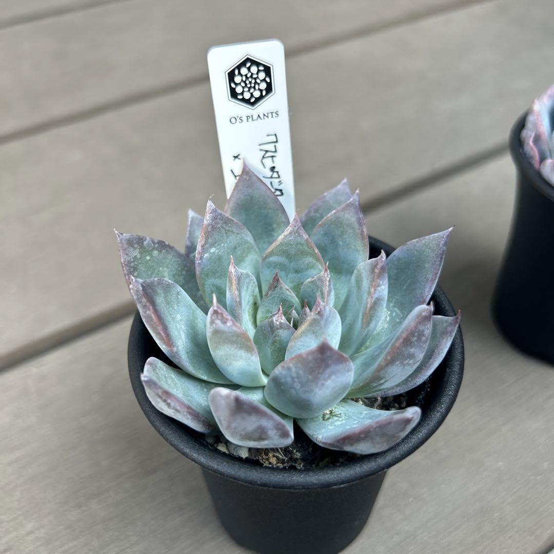 Amazon.co.jp: 札付きポットごと オーズプランツ 2種セット 多肉植物