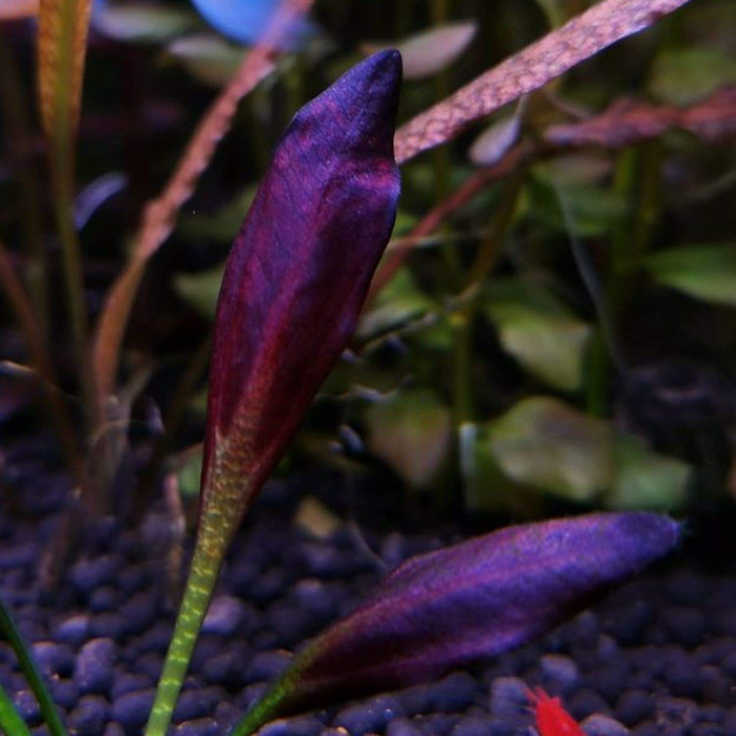 Greenpro Echinodorus Aflame Purple Knight Red Amazon Sword Vitro Live Aquarium Plant Tissue
