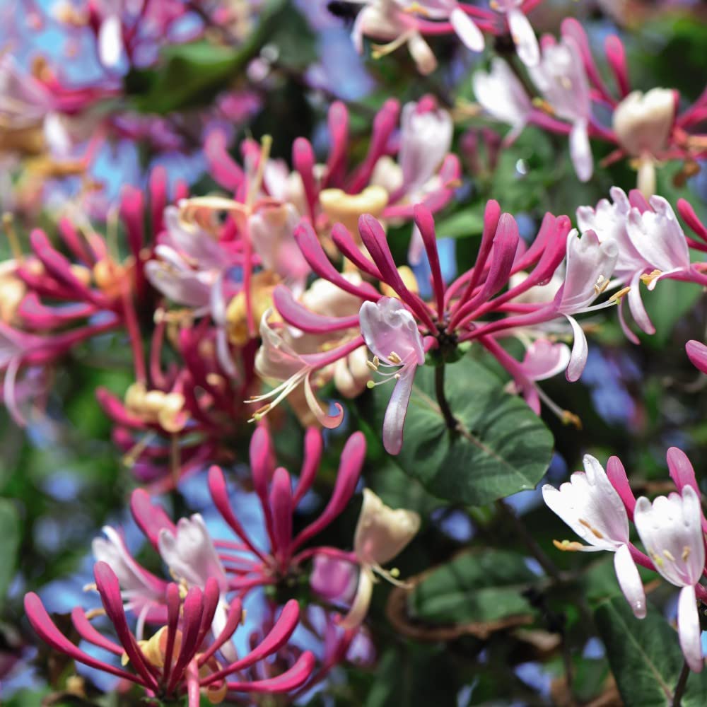 Early Dutch Honeysuckle 'Belgica' Plant Lonicera periclymenum Fragrant Hardy Shrub Deciduous Climber Easy to Grow Your Own Garden Flowers 1 X 1.7-Litre Potted Plant By Thompson and Morgan