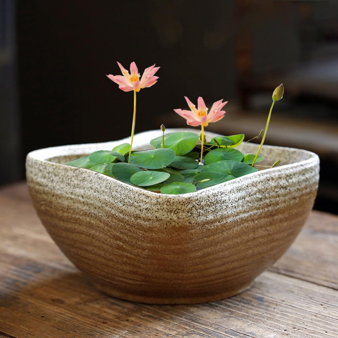 【花芽なし】有頂天　椿　鉢底約60cm 浦風 椿 鉢底約40cm 浦風 椿 鉢底約40cm 椿園オンラインショップ