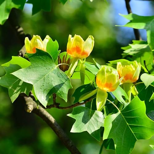 Yellow Tulip Poplar Tree, Outdoor Landscape Tree, 18-24 Inch Tall