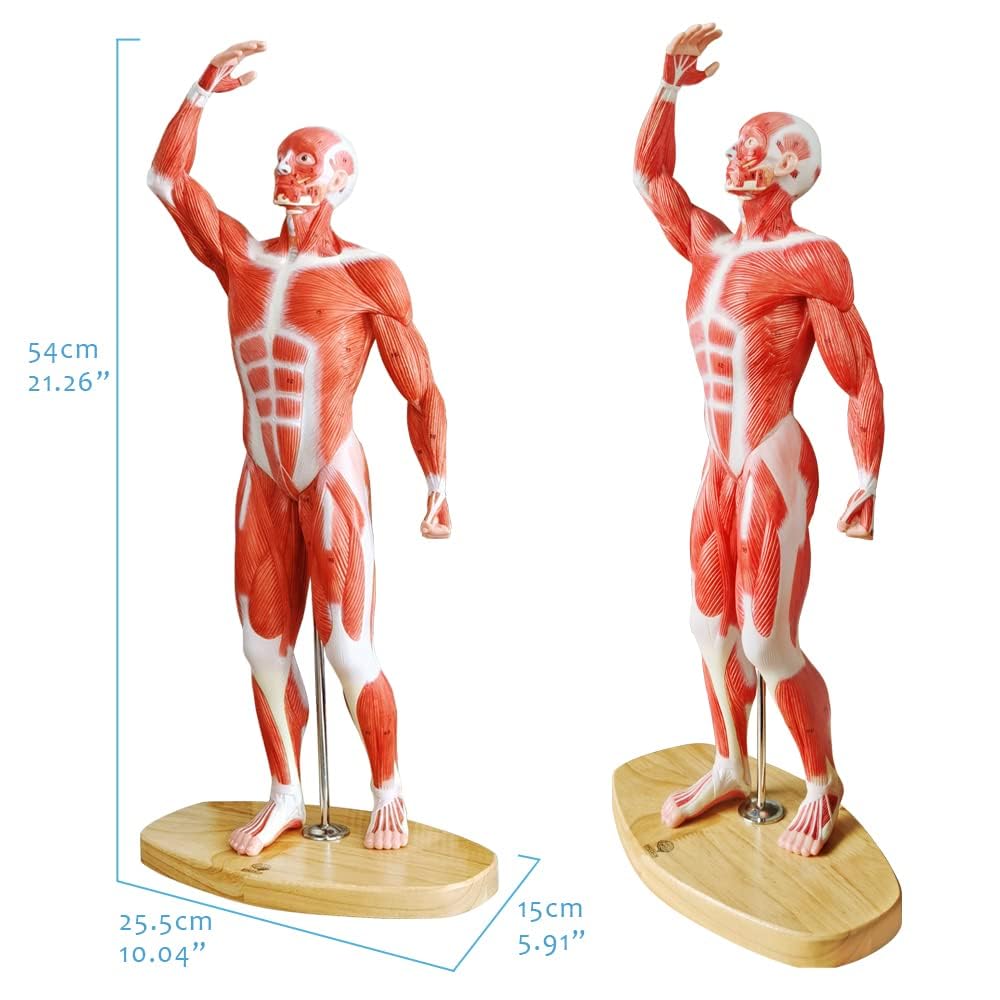 EVOTECH SCIENTIFIC Un modèle de squelette humain 1/4 grandeur de 21 pouces de haut pour l'anatomie, y compris le crâne, la colonne vertébrale, les os, les mains articulaires et les pieds