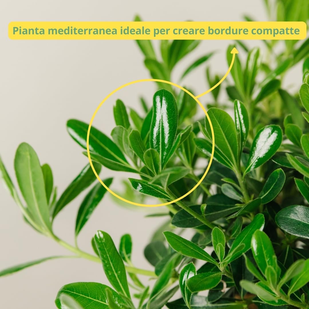 Pittosporum tobira (Nanum Vaso 24cm)