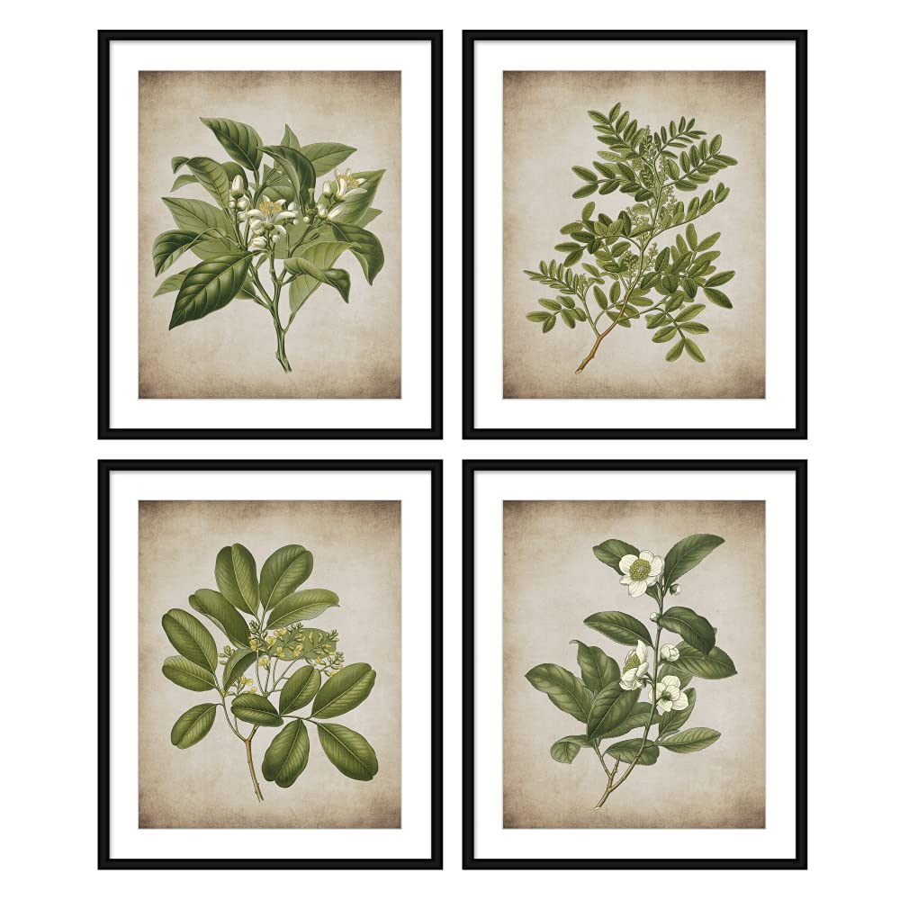 Bestbuddy PetSet of 4 (8X10) Unframed Popular Old Fashioned Plant Botanical Prints Antique Heirloom Herb Art Prints Kitchen Wall Decor BBPAP015