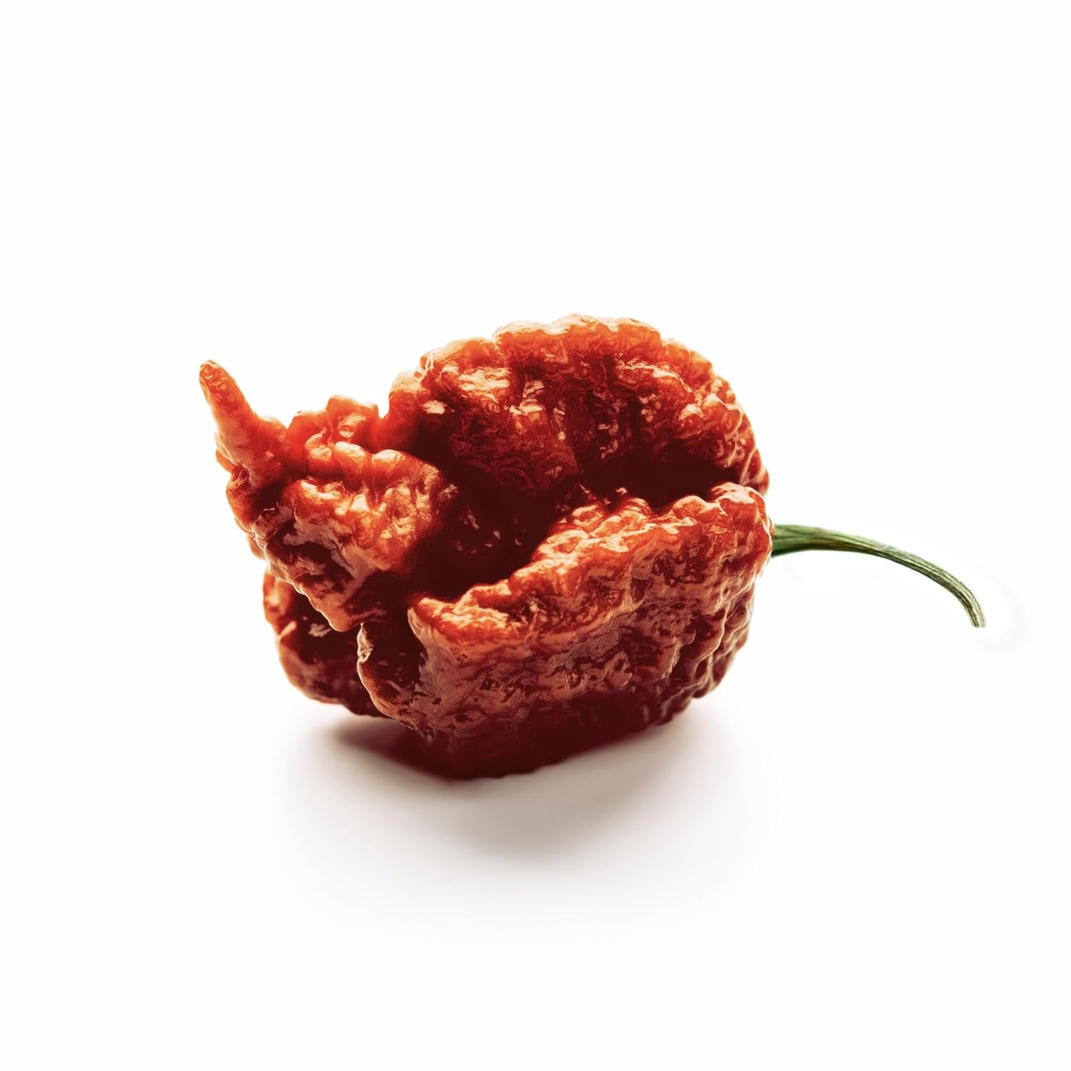 Unpretentious Whole Dried Carolina Reaper Chiles, Extremely Spicy Chiles, Hot Sauce (50 Count)
