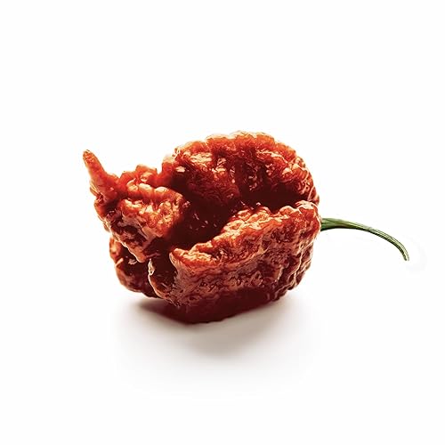 Miniatura 3 de Unpretentious Chiles secos enteros Carolina Reaper, chiles extremadamente picantes, salsa picante (50 unidades)