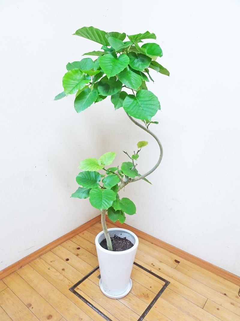 最高級樹形】 特大 フィカス ウンベラータ 螺旋仕立て 10号 陶器鉢