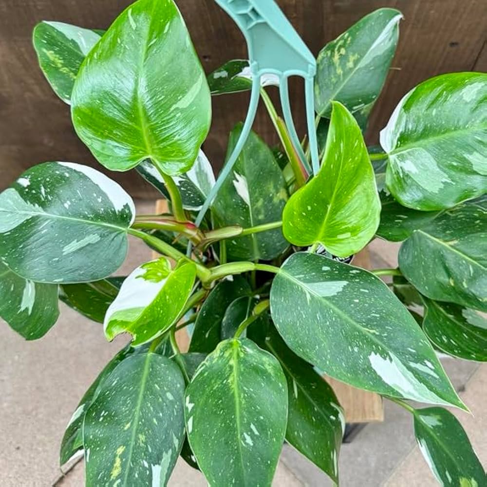 Amazon｜おしゃれ 観葉植物 ：フィロデンドロン ホワイトプリンセス*5