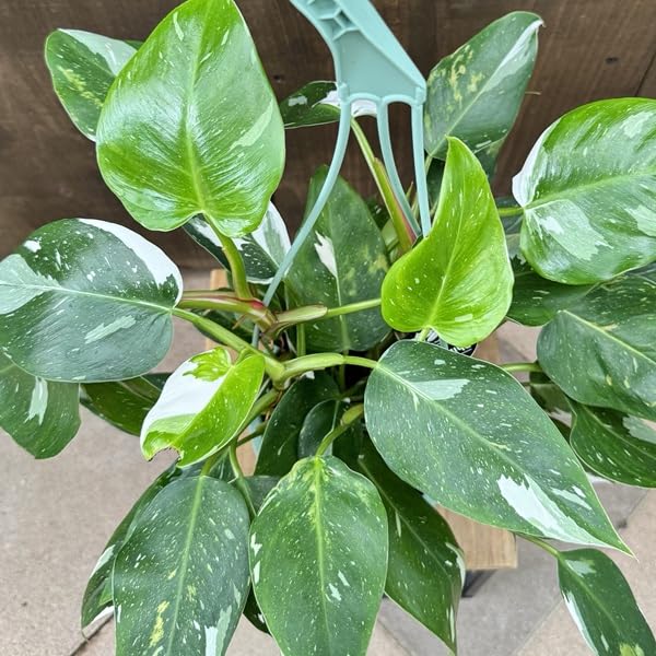 2つです‼️【太茎‼️】フィロデンドロン ホワイトプリンセス 茎③