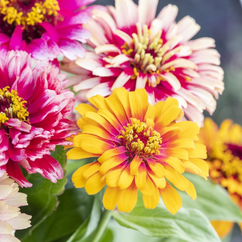 Zinnia elegans Whirlygig Mixed Seeds