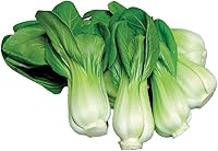 Burpee Toy Choy Dwarf Chinese Cabbage Seeds - 200 Non-GMO, Quick 30-Day Harvest, Perfect for Stir-Fry