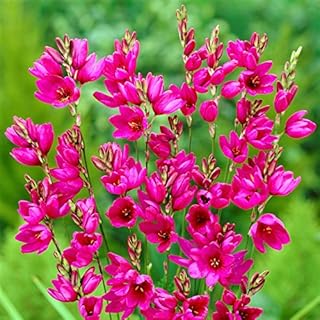 Easy to Grow Ixia 'Mabel' Plant Bulbs (20 Pack) - Magenta Pink Flowering Blooms in Spring to Summer Gardens