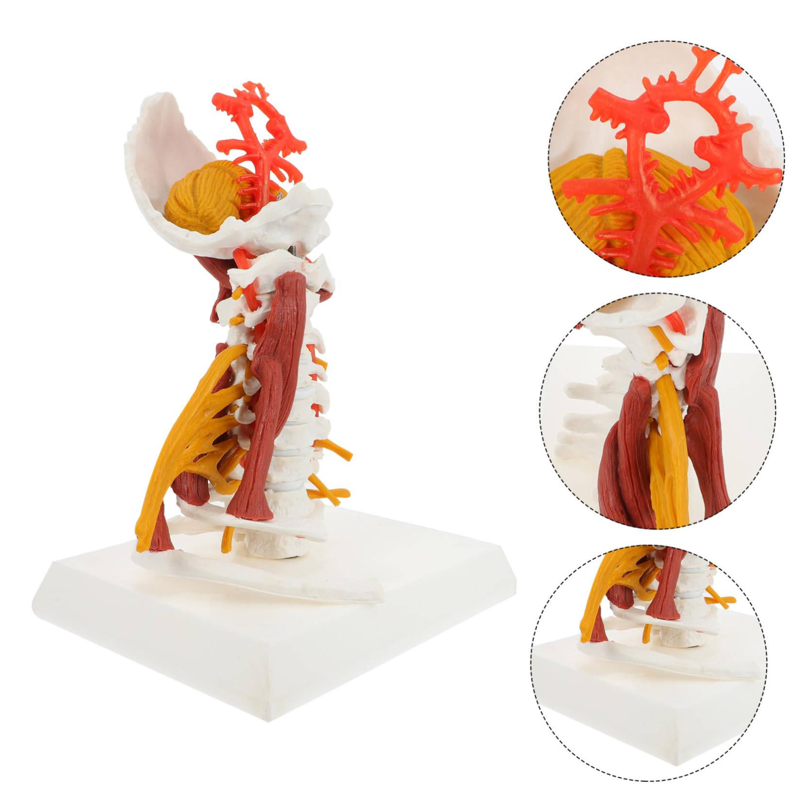 Amosfun Modello Medico della Colonna Cervicale in Pvc, Scheletro Anatomico Bianco Nervi e Muscoli, per Insegnamento e Dimostrazione Medica | Ambito Medico e Didattico, Uso per Pratica e Spiegazione, Adatto a Studenti e Medici