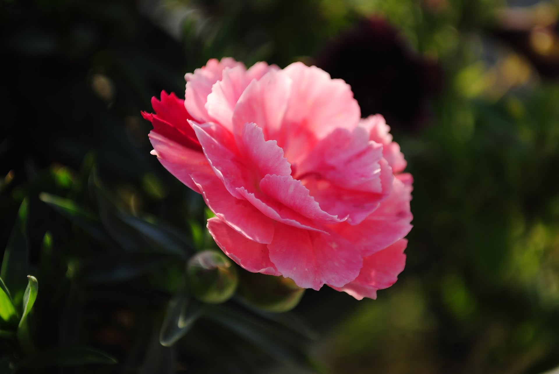 ORO FLOWERS 5KG – Długodziałający specjalistyczny nawóz do róż i kwiatów rabatowych