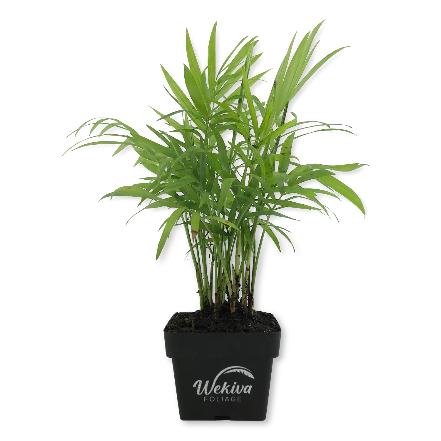 Neanthe Bella Parlor Palm 3-Inch