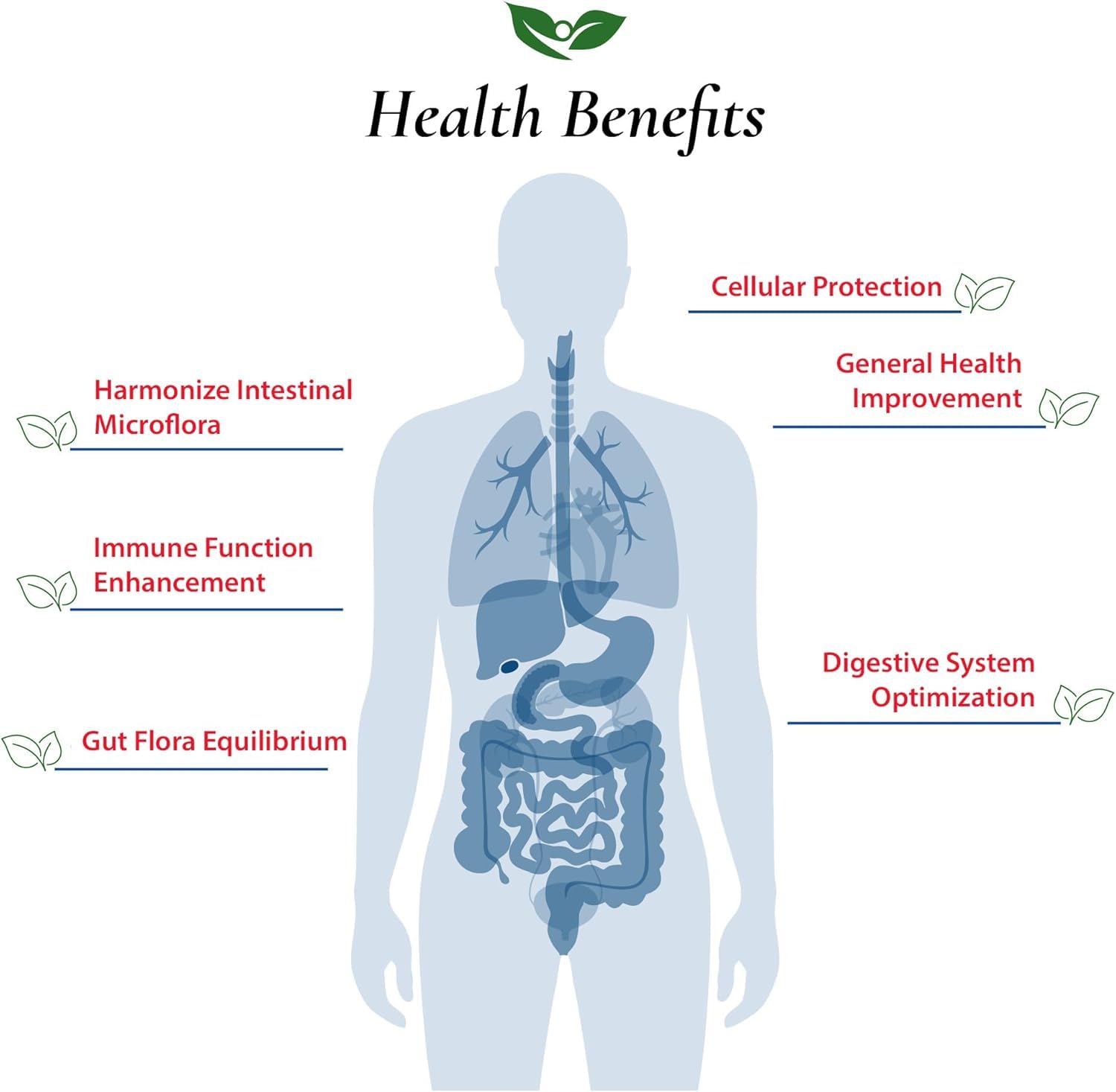 Foods For Gut Lactobacillus Lactis Probiotic Powder 300 Billion cfu's | Made in USA | No Additives | Digestive & Immune Support | High Potency | L. Lactis | 30 Grams (1.05 Oz)
