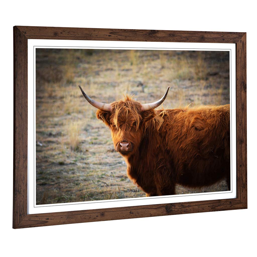 Big Box Art Framed Print of Cow in The Meadow (4) Design | Wall Art Picture | Home Decor for Kitchen, Living, Dining Room, Lounge, Bedroom, Hallway, Office, Walnut, A2 / 24.5x18 Inch / 62x45cm