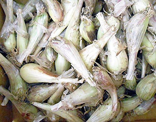 Amazon 野菜種 ラッキョウ らっきょう 約500ｇ 野菜