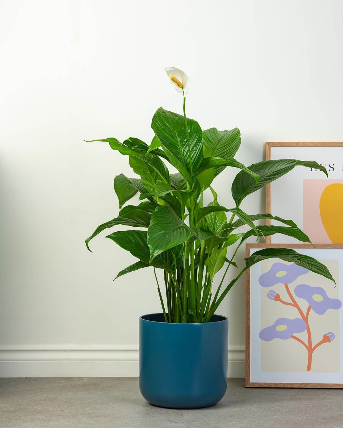 Prickle Plants Peace Lily - Classic Indoor Plant with Glossy Green Leaves and White Flowers, Air Purifying Houseplant for Home or Workspace (70-80cm incl. 17cm Pot)