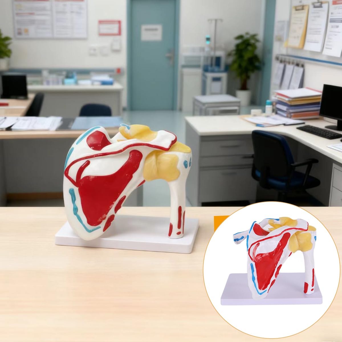 Alide Modello di articolazione della spalla umana, modello di articolazione della spalla con omero mobile, per studi medici, supporto didattico per l'insegnamento