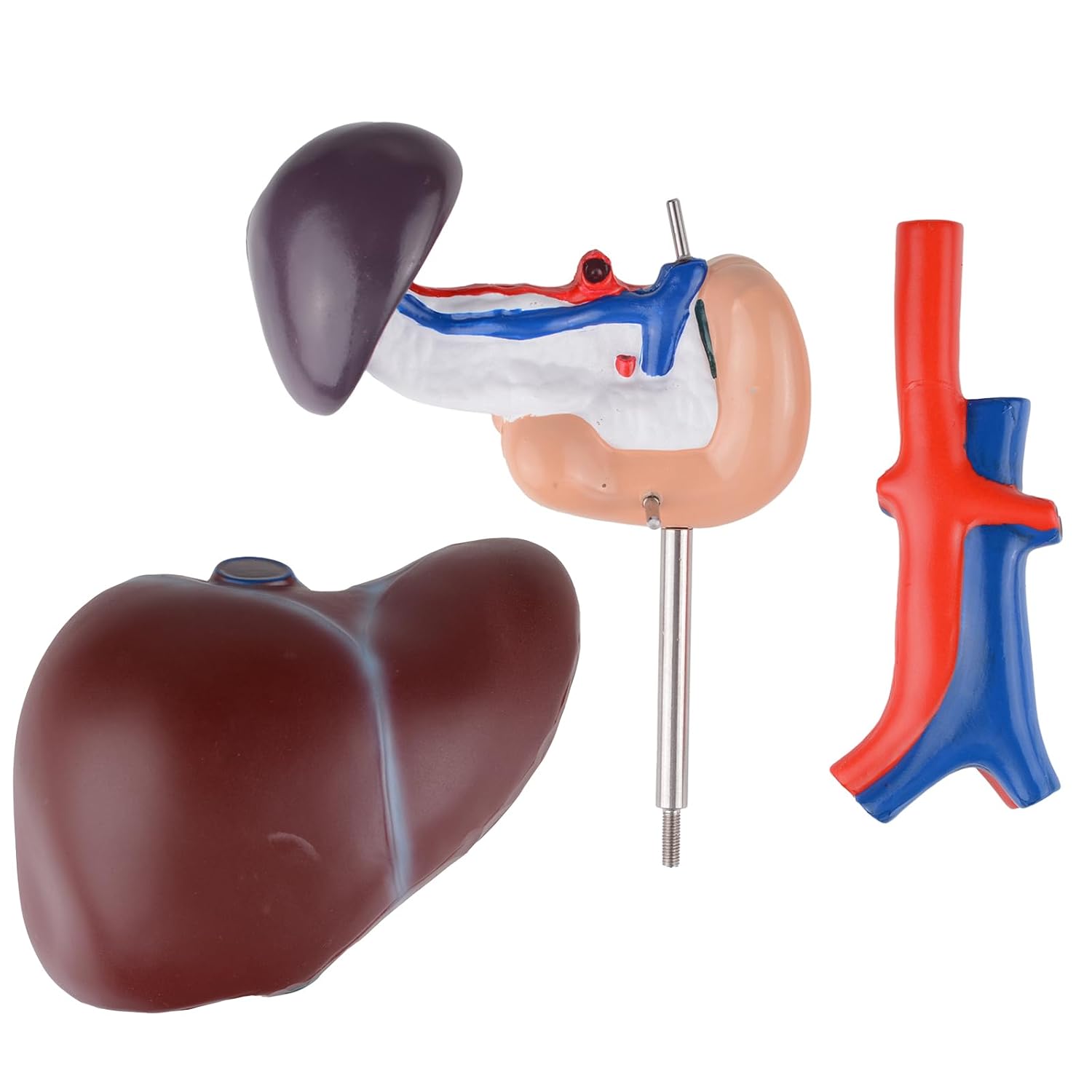 Human Liver Anatomical Model Life Size Human Pancreas Pathology Model Liver Teaching Model Liver Dissection Model