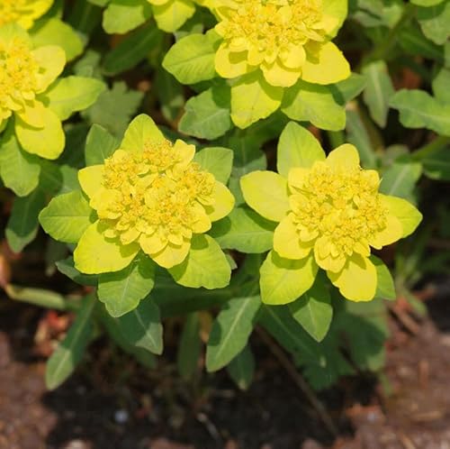 Gold Wolfsmilch - Euphorbia epithymoides