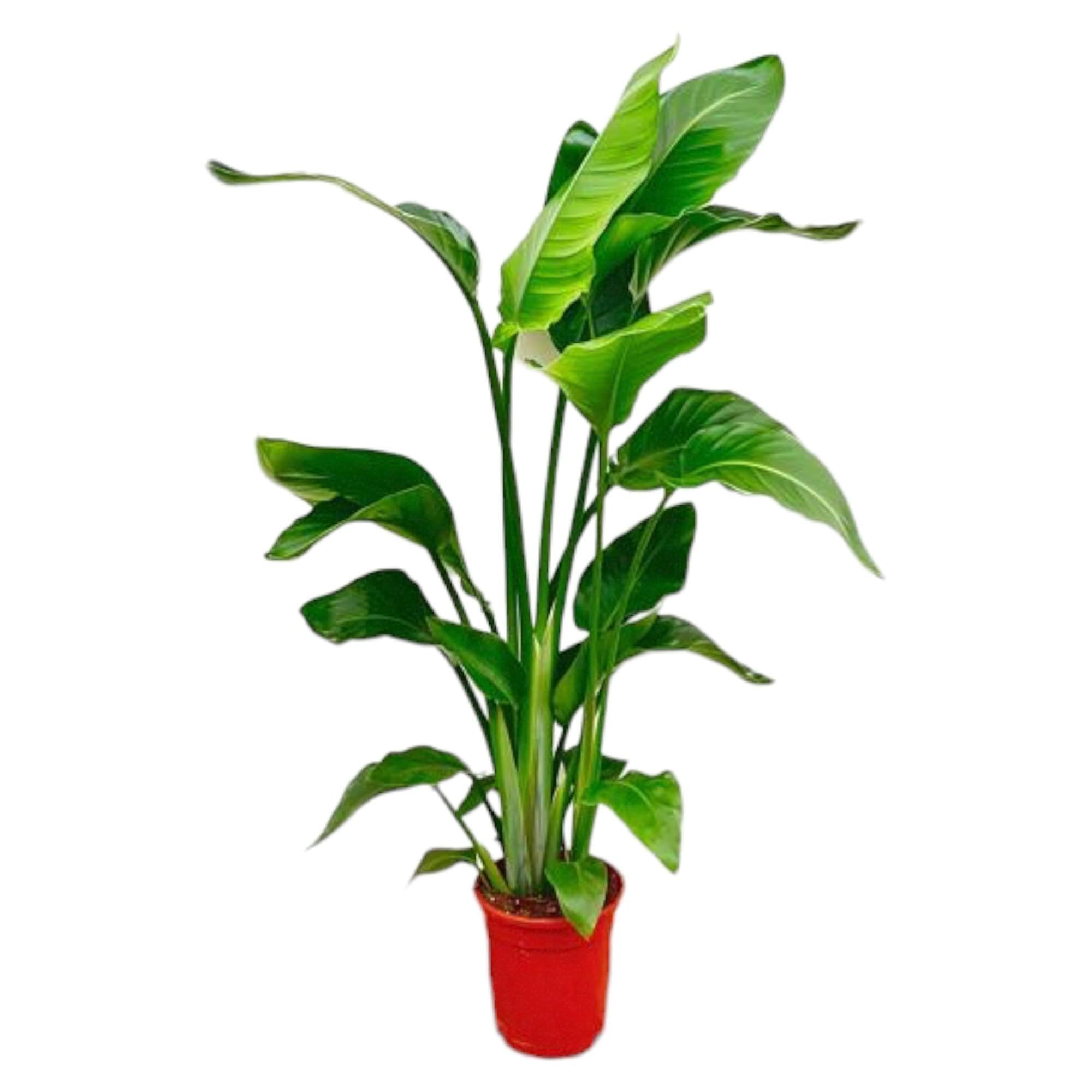 Strelitzia nicolai – dwa łatwe w pielęgnacji kwiaty rajskiego ptaka – 17 cm – wysokość 70-90 cm – tropikalne rośliny zielone do wnętrz – bujne rośliny pokojowe
