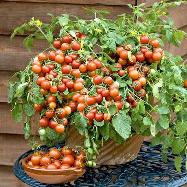 Tree tomato plant live,Live plant for tomato tree (pack of 3) (B0CSWHD35Q) Amazon Price History, Amazon Price Tracker